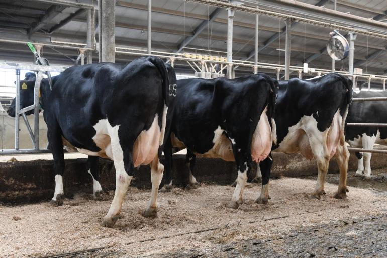 Drie aanwezige honderdtonners op De Schothorst, van links naar rechts: Jetske 553 (v. Lonar), ZW Eentje 486 (v. Lonar) en Elze 220 (v. Dakota) (foto: Harrie van Leeuwen)