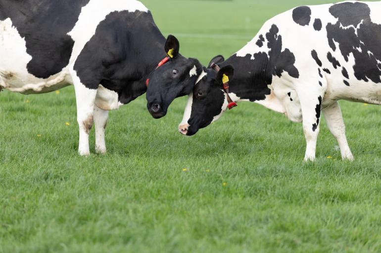 Bij een graslandnorm van 0,4 hectare/gve moet de helft van de veehouders maatregelen nemen