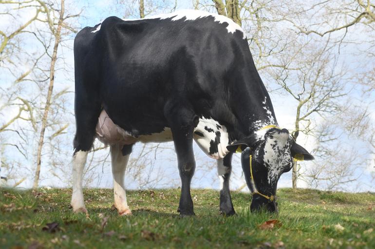 JIMM. Holstein Hellen 616 is een dochter van de door John de Vries gefokte stier Mr. Obo (foto: Harrie van Leeuwen)