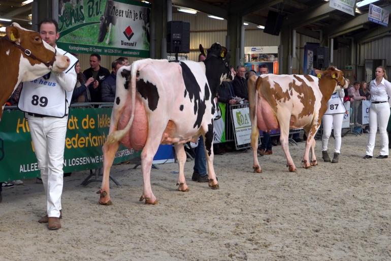 Rood- en zwartbont liepen in Middenmeer in dezelfde ring