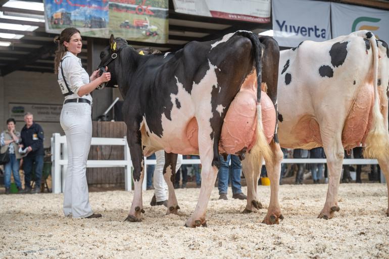 Malkidochter Hartje 362 is de sterkste bij zwartbont in Asten-Heusden (foto: Fleur Maartje Bakker)