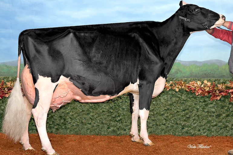 De met 96 punten ingeschreven Bosdale Shottle Liberty (v. Shottle) is een van de 409 excellente Canadese koeien met het prefix Bosdale (foto: Vicky Fletcher)