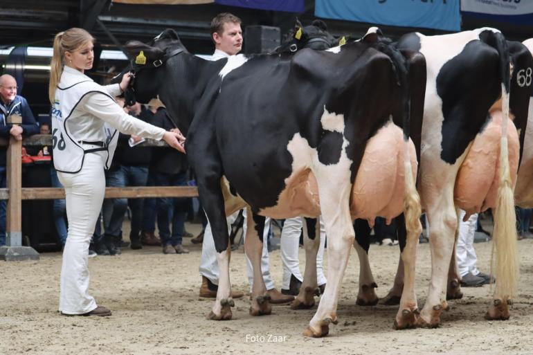 De titel bij de oude koeien ging naar Bets 67 van de familie Van den Bergh (foto: Foto Zaar)