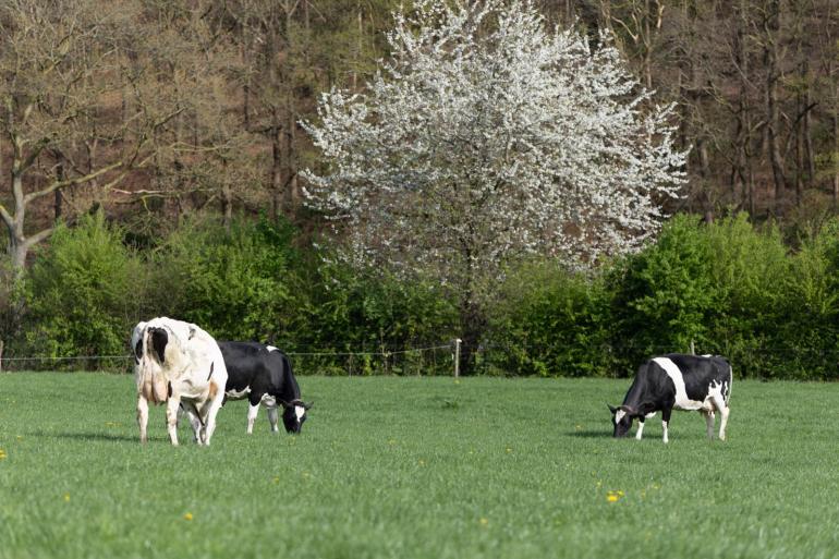 Koude nachten zorgt voor een hoog suikergehalte in het gras