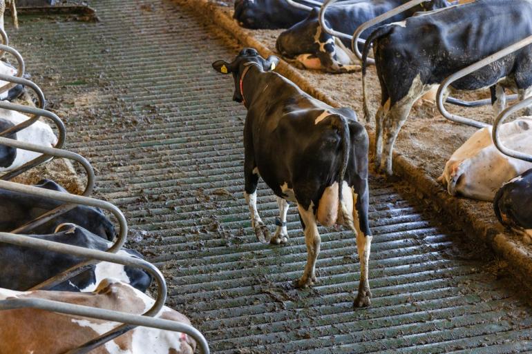 Duurzame zuivelstromen willen meer inzetten op preventie van klauwproblemen