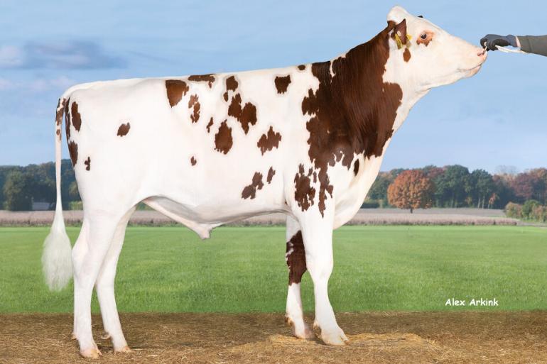 Reno (Rubels x Styx) is met 139 RZG de hoogste nieuwkomer