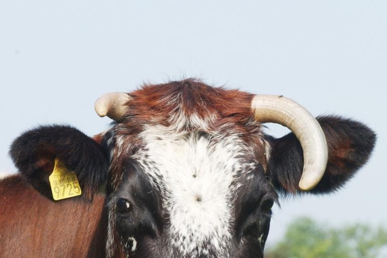 Niet de hoorns, maar wel het melkeiwit β-caseïne kan de vertering van melk beïnvloeden
