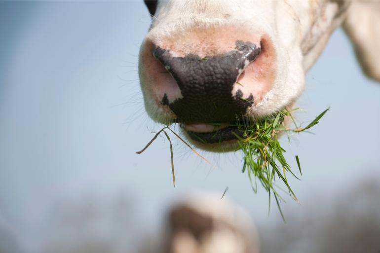 Het gras is erg smakelijk en koeien kunnen het diep weggrazen