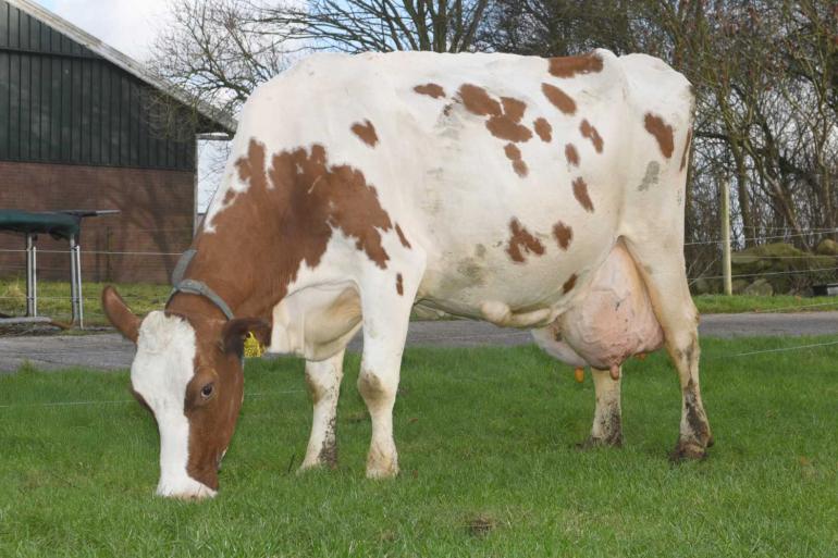 Rode Sjerkje 3 werd in december nog getroffen door een colibesmetting, maar geeft inmiddels weer 30 kg melk per dag (foto: Harrie van Leeuwen)
