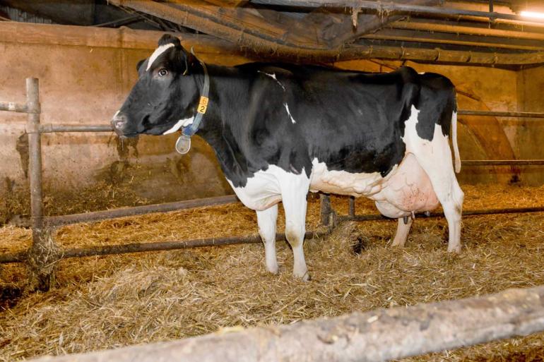 Helma is gewoon altijd blijven lopen zonder echt op te vallen (foto: Harrie van Leeuwen)