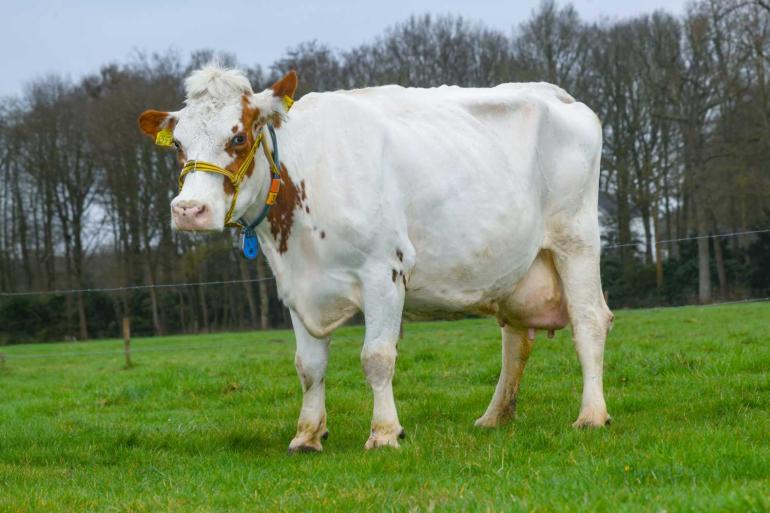 Oda werd pas opnieuw ingeschreven met 85 punten, met 87 punten voor beenwerk, ondanks een beperkte hoogtemaat en een schoonheidsfoutje aan de klauwen (foto: Harrie van Leeuwen)