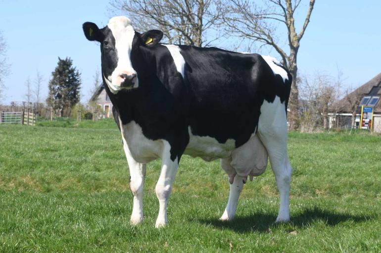 Sterkoe Alberdien produceerde tot nu toe bijna 145.000 kg melk (foto: Harrie van Leeuwen)