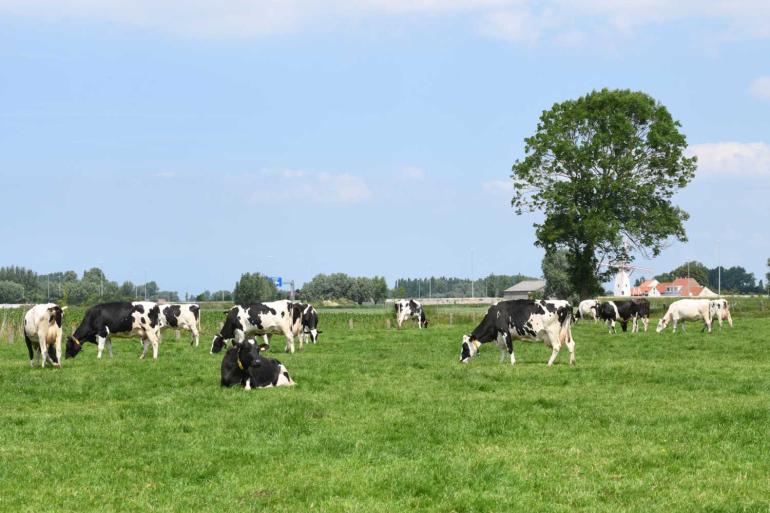 Weidegang is in Vlaanderen een toegekende maatregel op de PAS-lijst, de lijst van ammoniakreducerende maatregelen