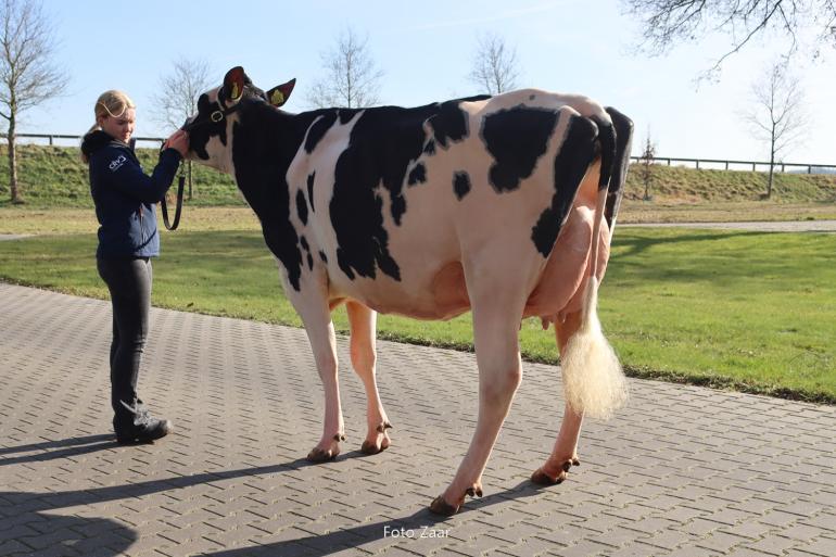 De Wijde Blik Matzi Matzi won ook de reservetitel tijdens de wintershow Zwolle (foto: Foto Zaar)