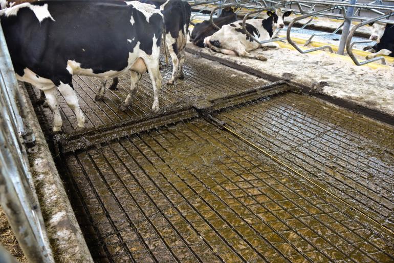 Bij melkveestallen met een emissiearme vloer is het stikstofverlies voor bijna alle staltypen significant hoger dan verwacht op basis van de emissiefactoren op de RAV-lijst (foto ter illustratie)