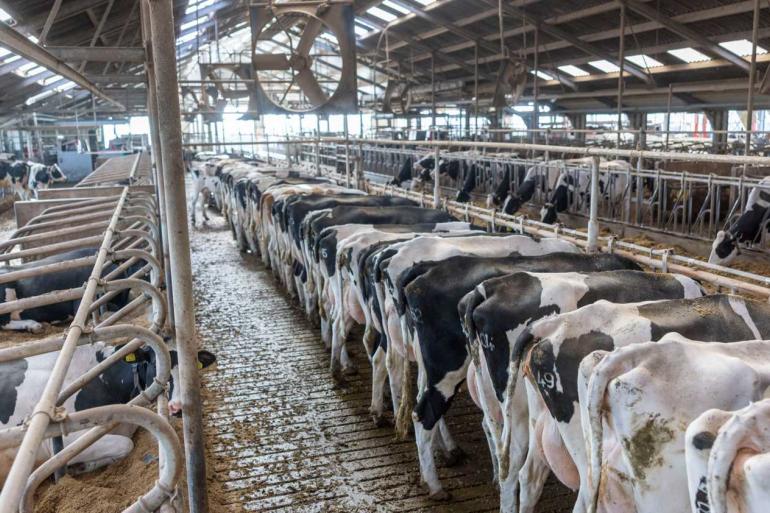 Bijna een kwart van alle Nederlandse koeien loopt op een bedrijf met meer dan 200 koeien