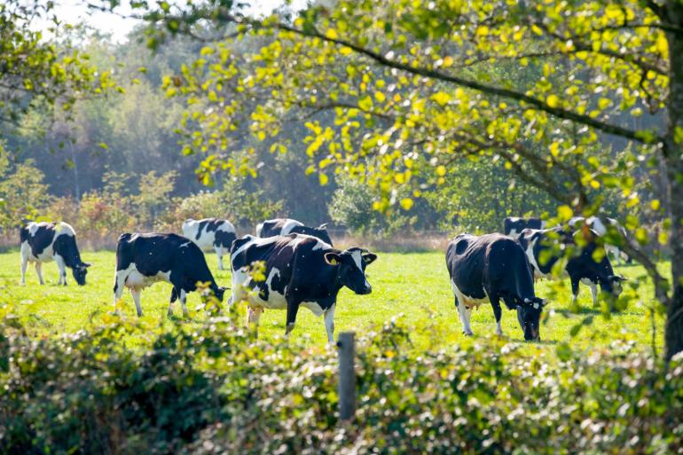 Met name de schietwilg, gewone es en esdoorn bleken hoge opbrengsten per tak te leveren en goede voederwaardes te hebben