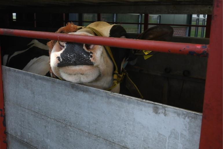 Bij bijna twee derde van de inslepen speelde handel van dieren een rol bij de insleep van ibr