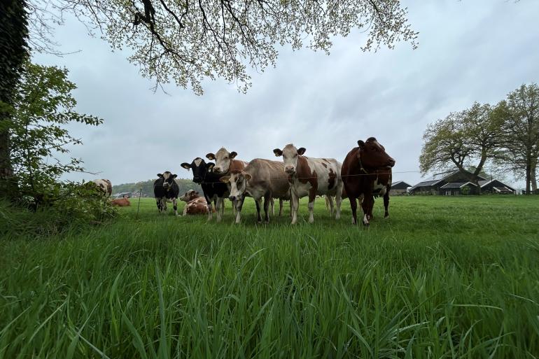 De koeien produceren gemakkelijk van het verse gras