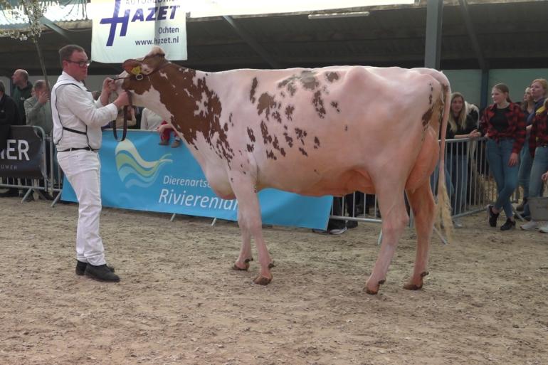Winnares Willem’s-Hoeve JMW Applause 26 won vorig jaar de vaarzentitel op de Avondbloesemshow (foto: Harrie van Leeuwen)