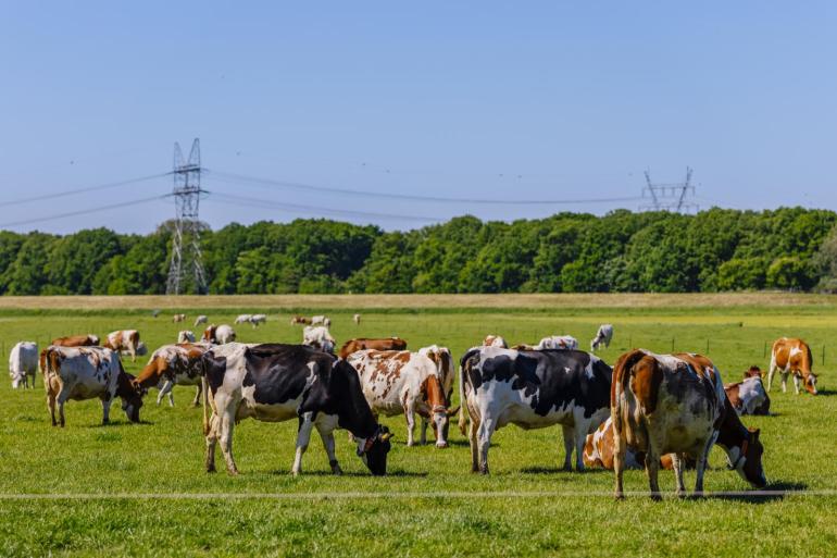 Het aantal melk- en kalfkoeien is ten opzichte van 1980 met 34 procent afgenomen tot 1,54 miljoen dieren