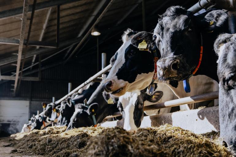 Meer mais en minder gras aan het voerhek dragen bij aan een lagere hoeveelheid ruw eiwit in het rantsoen