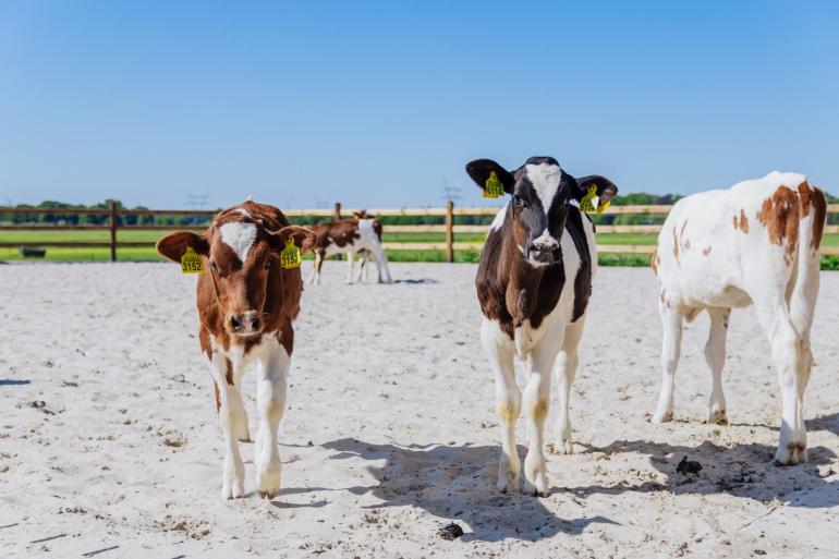 De jonge vleeskalveren worden gehouden in groepen op stro met een ruime buitenuitloop op het ‘kalverstrand aan de IJssel’