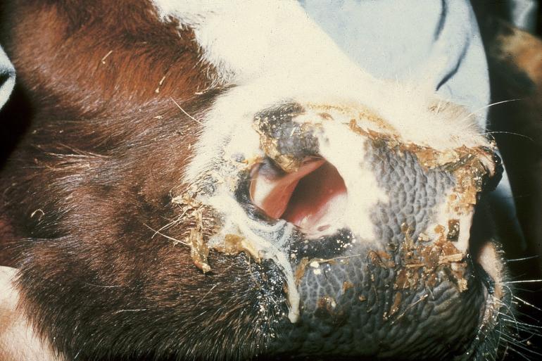 De uitroeiing van ibr (Infectieuze Bovine Rhinotracheïtis) staat in België onder druk