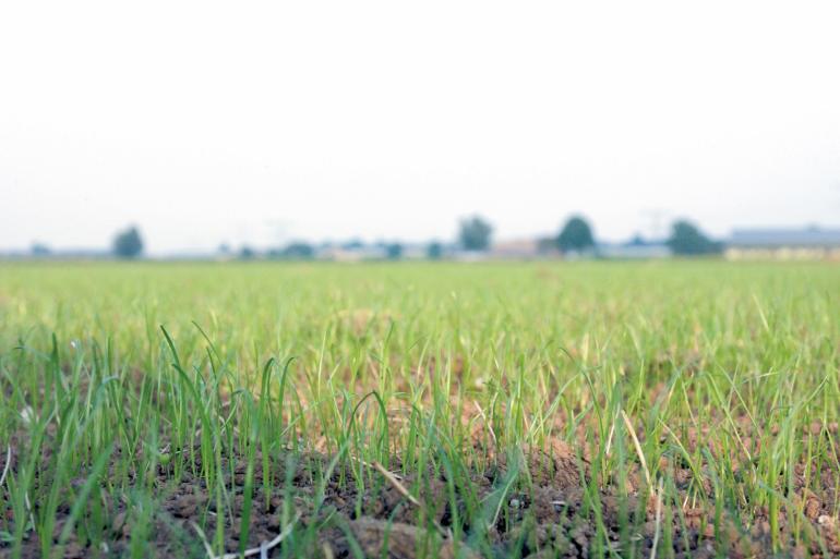 Aan de Belgische rassenlijst zijn zeven nieuwe Engelse raaigrasrassen en één nieuw rietzwenkgrasras toegevoegd