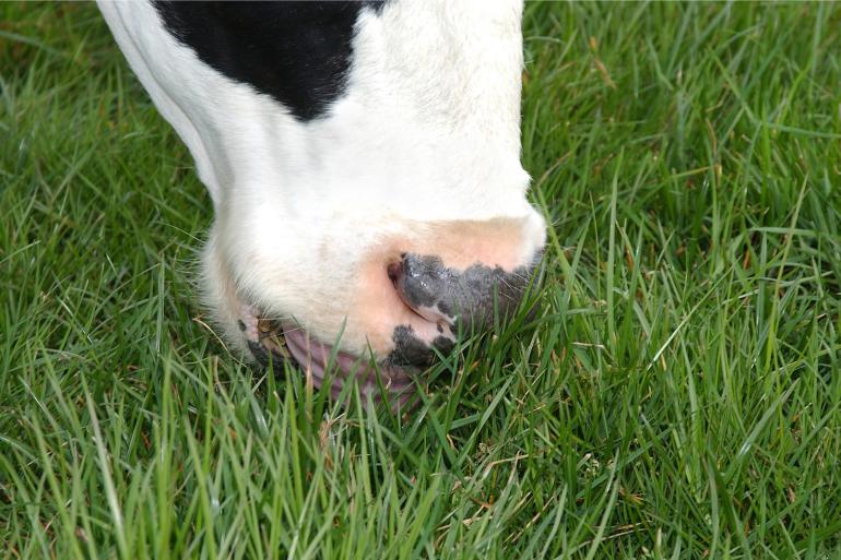 gras