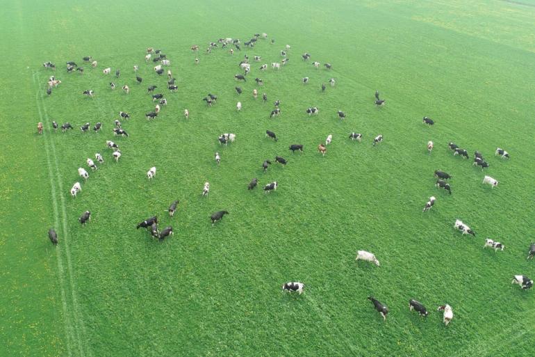 De koeien grazen nog tevreden dankzij prima suikerwaarden en droog gras