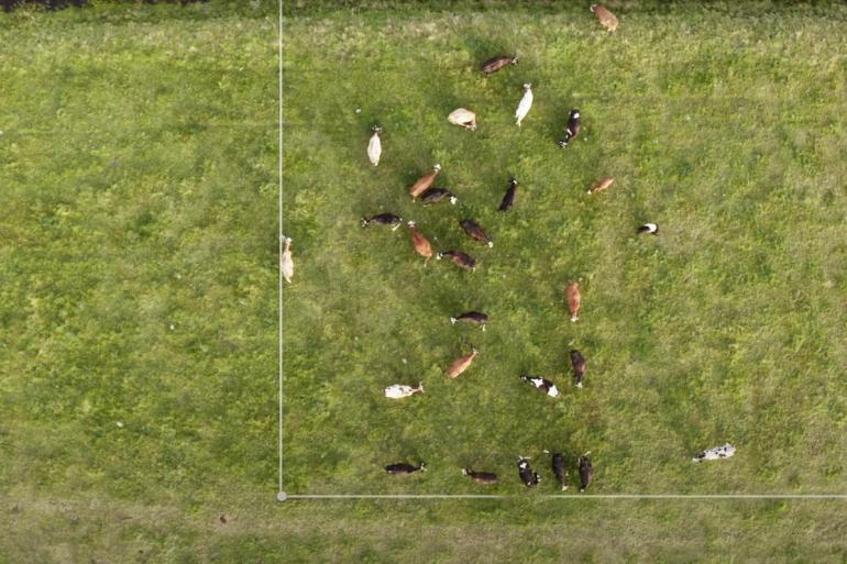 Collie kreeg voor het nieuwe systeem van draadloos weidende Weidegang Trofee 2025 (beeld: Collie)