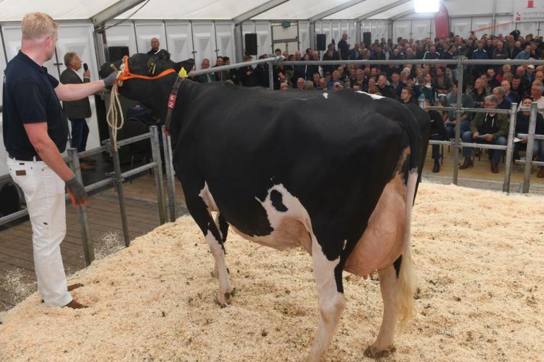 De vier jaar oude excellente Jelte 1072 (v. Lautrust) bracht 10.000 euro op (foto: Harrie van Leeuwen)