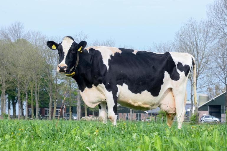 Zandhoeve Pietje 1461 kan zich in haar twaalfde lijst met een lactatiewaarde van 114 nog steeds meten met de beste koeien in de koppel