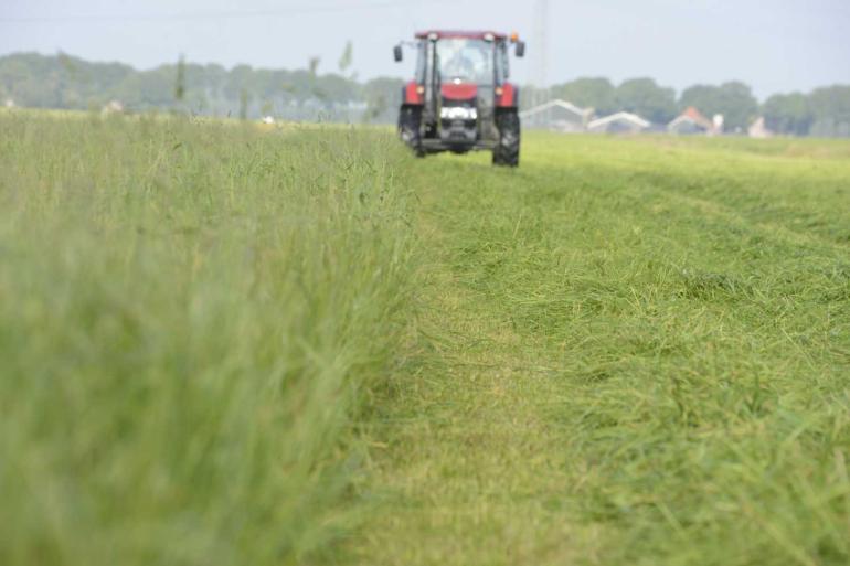 Wacht niet op een ‘echte’ maaisnede als het gras in de aar schiet
