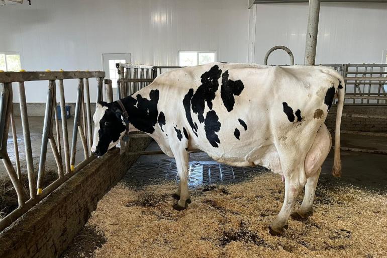 Marsfield Denzel Kimmy kreeg tien lactaties op rij een onderscheiding voor haar bovengemiddelde productie (foto: Holstein Canada)