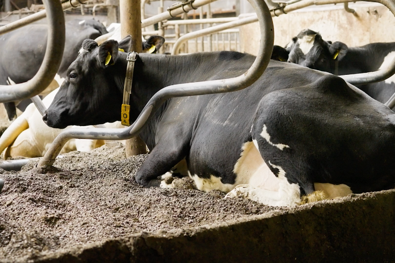 De Bergkorrel Pro als vochtvreter in diepstrooiselboxen