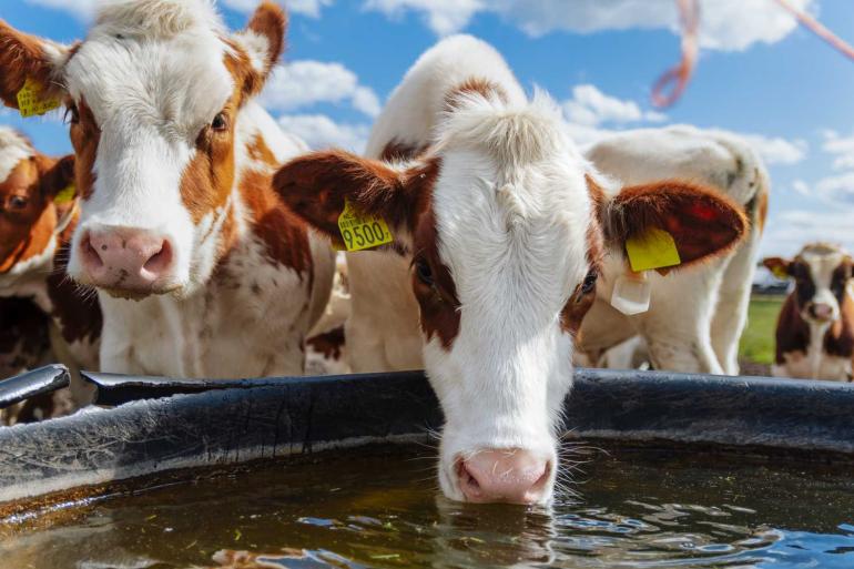 Op warme dagen kunnen koeien tot 200 liter water drinken