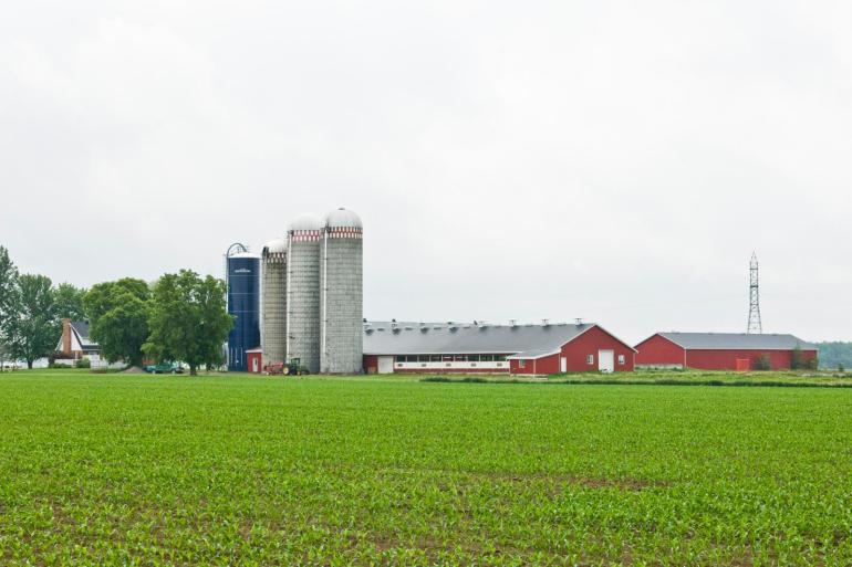 Gemiddeld groeide een Canadees mpr-bedrijf met 3 koeien in 2024