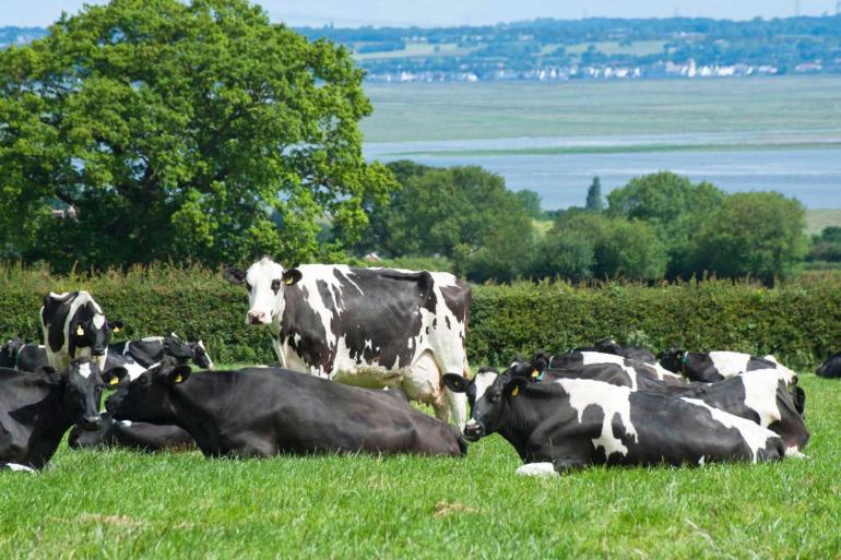 In 2024 koos 7,2 procent van de veehouders voor afkalven in de herfst