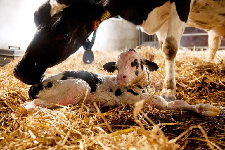 Een gemiddeld melkveebedrijf met 200 melkkoeien krijgt zonder vruchtbaarheidsproblemen gemiddeld twaalf kalveren per jaar meer dan bedrijven waar deze problemen wel voorkomen