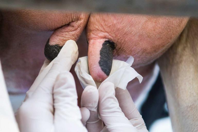 De antibiotica die veehouders het vaakst gebruiken, zijn droogzetters en injectoren tegen mastitis