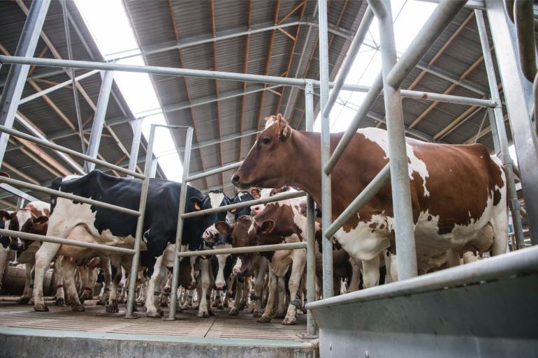 Over heel België kwam de melklevering per bedrijf uit op ruim 771.000 liter