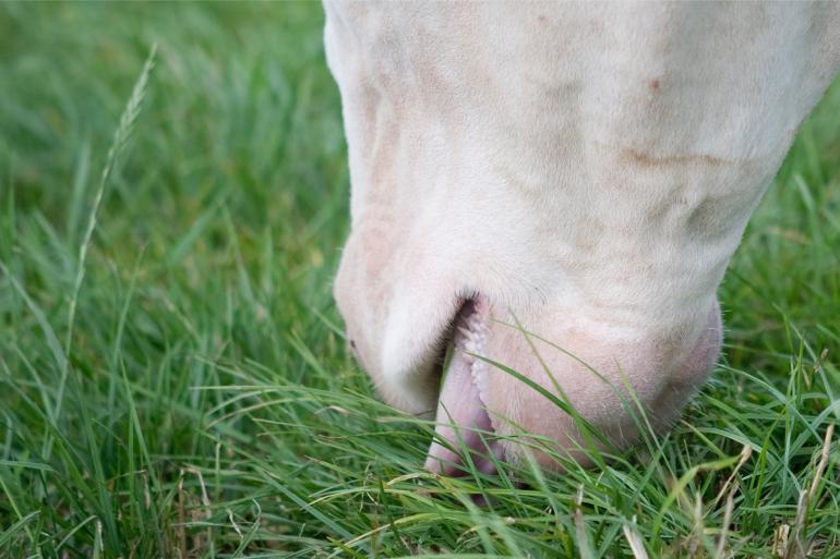 Een hoger percentage droge stof zorgt voor een hogere grasopname