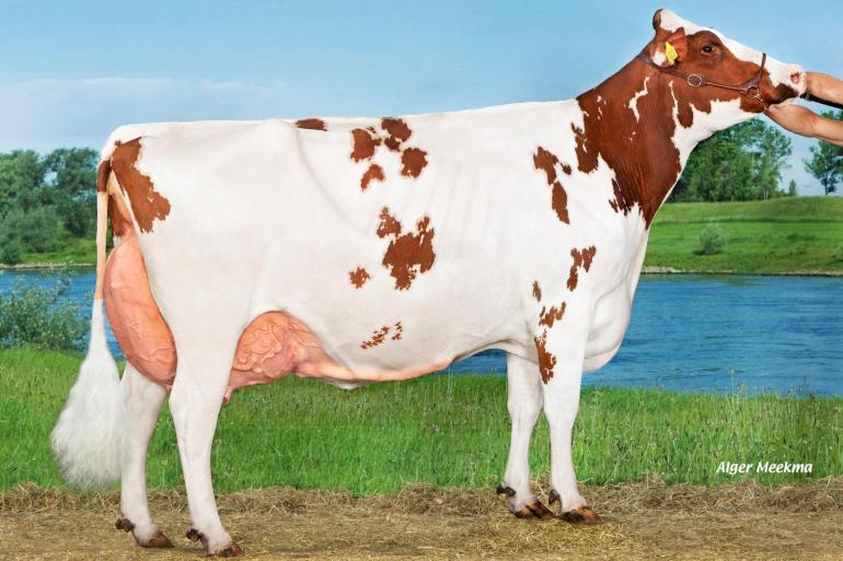Trillie 171 (v. Carnival) won in 2024 de eerste Nationale Roodbont Show