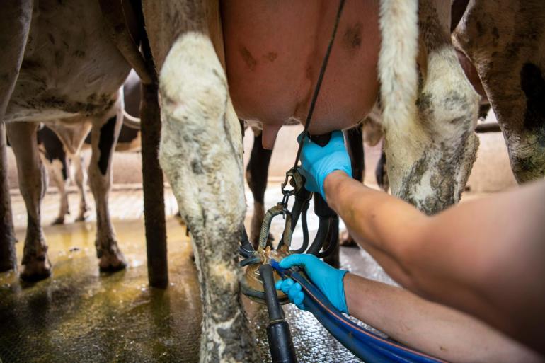 Naar verwachting zal er dit jaar in de zeven grootste exporterende regio’s ongeveer 1 procent meer melk worden geproduceerd dan in 2024