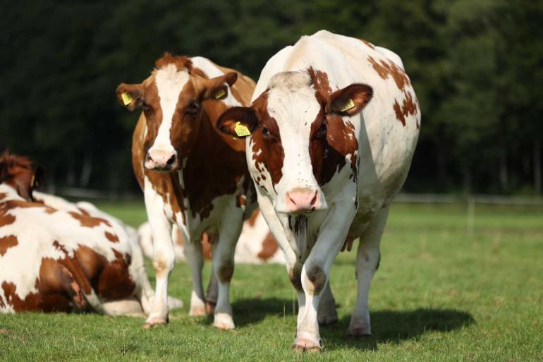 Meer uren weidegang zorgt voor een lagere ammmoniakemissie