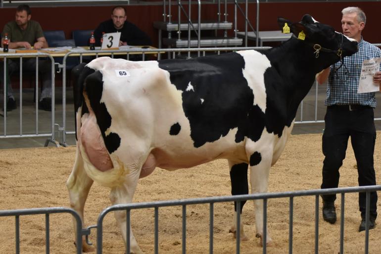 De veilingtopper bracht 5000 euro op (foto: Osnabrücker Herdbuch)