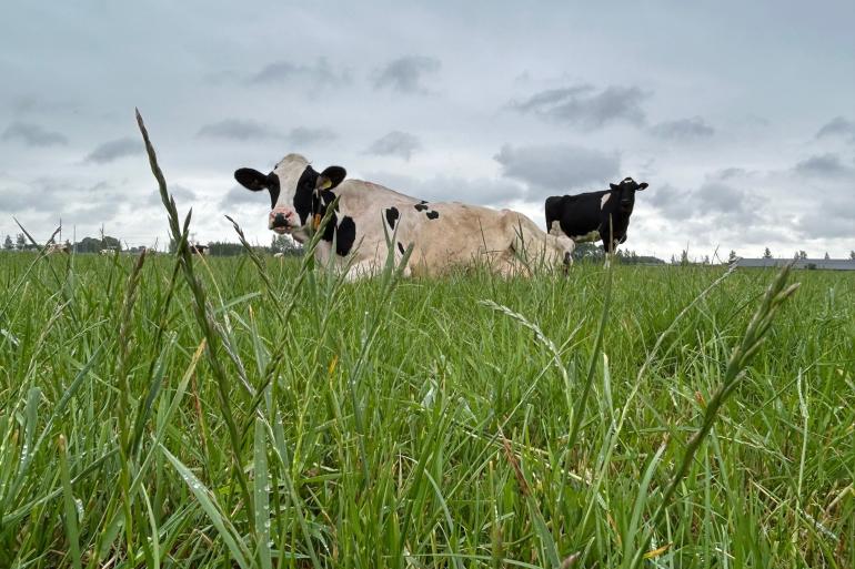 De aarvorming in het gras zal zorgen voor lagere voederwaarden