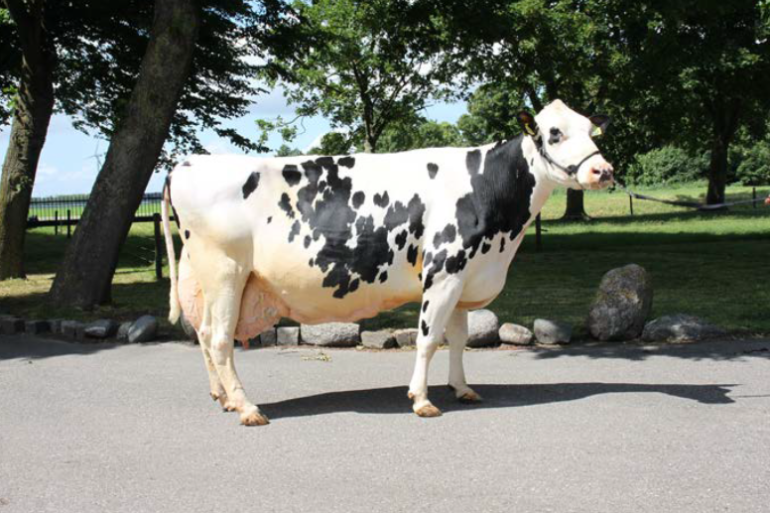 Dieuw 773 (v. Leonidas) won de rubriek ‘parels van Flevoland’ met een productie van 90.000 tot 100.000 kg melk